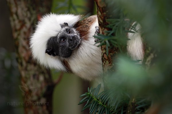 Tamarín pinčí (Saguinus oedipus), Tamarín pinčí (Saguinus oedipus) Cottontop Tamarin, Autor: Ondřej Prosický | NaturePhoto.cz, Model: Canon EOS 5D Mark II, Objektiv: Canon EF 500mm f/4 L IS USM, Ohnisková vzdálenost (EQ35mm): 500 mm, stativ Gitzo, Clona: 5.0, Doba expozice: 1/125 s, ISO: 800, Kompenzace expozice: -2/3, Blesk: Ne, Vytvořeno: 14. srpna 2010 11:02:47, ZOO Jihlava (Česko)