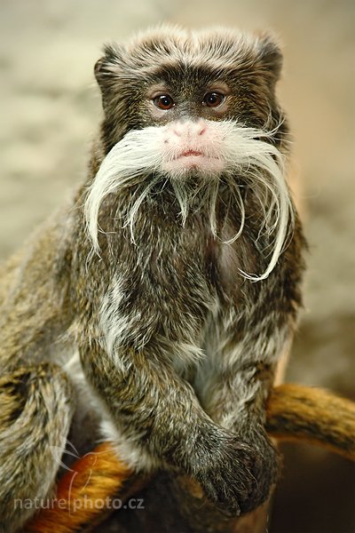 Tamarín vousatý (Saguinus imperátor), Tamarín vousatý (Saguinus imperátor) Emperor Tamarin, Autor: Ondřej Prosický | NaturePhoto.cz, Model: Canon EOS 5D Mark II, Objektiv: Canon EF 200mm f/2.8 L USM, Ohnisková vzdálenost (EQ35mm): 200 mm, stativ Gitzo, Clona: 3.5, Doba expozice: 1/200 s, ISO: 800, Kompenzace expozice: -1/3, Blesk: Ano, Vytvořeno: 14. srpna 2010 12:29:11, ZOO Jihlava (Česko) 