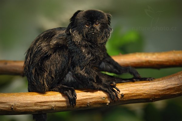 Tamarín skákavý (Callimico goeldii), Tamarín skákavý (Callimico goeldii) Goeldi&#039;s Marmoset or Goeldi&#039;s Monkey, Autor: Ondřej Prosický | NaturePhoto.cz, Model: Canon EOS 5D Mark II, Objektiv: Canon EF 200mm f/2.8 L USM, Ohnisková vzdálenost (EQ35mm): 200 mm, stativ Gitzo, Clona: 3.5, Doba expozice: 1/100 s, ISO: 800, Kompenzace expozice: -1/3, Blesk: Ano, Vytvořeno: 14. srpna 2010 12:39:19, ZOO Jihlava (Česko)