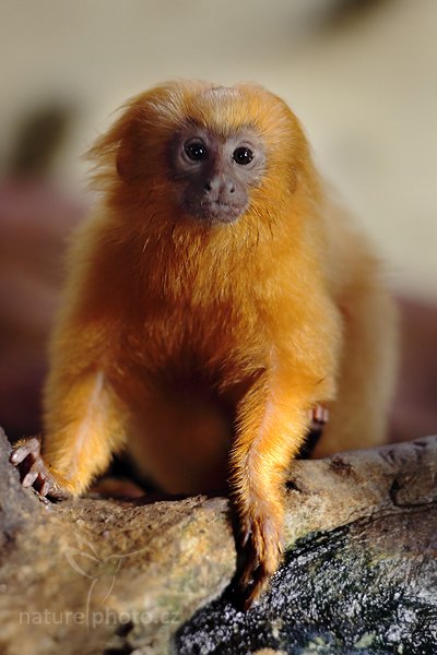 Lvíček zlatý (Leontopithecus rosalia), Lvíček zlatý (Leontopithecus rosalia) Golden Lion Tamarin, Autor: Ondřej Prosický | NaturePhoto.cz, Model: Canon EOS 5D Mark II, Objektiv: Canon EF 200mm f/2.8 L USM, Ohnisková vzdálenost (EQ35mm): 200 mm, stativ Gitzo, Clona: 3.5, Doba expozice: 1/125 s, ISO: 1000, Kompenzace expozice: +1/3, Blesk: Ano, Vytvořeno: 14. srpna 2010 15:53:08, ZOO Jihlava (Česko)