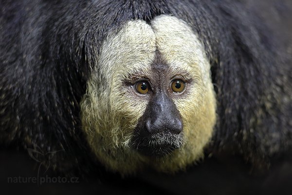 Chvostan bělolící (Pithecia pithecia), Chvostan bělolící (Pithecia pithecia) White-faced Saki, Autor: Ondřej Prosický | NaturePhoto.cz, Model: Canon EOS 5D Mark II, Objektiv: Canon EF 200mm f/2.8 L USM, Ohnisková vzdálenost (EQ35mm): 200 mm, stativ Gitzo, Clona: 3.2, Doba expozice: 1/50 s, ISO: 1000, Kompenzace expozice: +2/3, Blesk: Ano, Vytvořeno: 14. srpna 2010 16:05:19, ZOO Jihlava (Česko) 