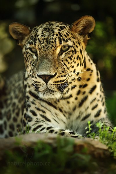 Levhart perský (Panthera pardus saxicolor), Levhart perský (Panthera pardus saxicolor) Persian Leopard, Autor: Ondřej Prosický | NaturePhoto.cz, Model: Canon EOS 5D Mark II, Objektiv: Canon EF 100mm f/2.8 Macro USM, Ohnisková vzdálenost (EQ35mm): 100 mm, stativ Gitzo, Clona: 3.2, Doba expozice: 1/400 s, ISO: 400, Kompenzace expozice: -2/3, Blesk: Ne, Vytvořeno: 14. srpna 2010 11:19:17, ZOO Jihlava (Česko)