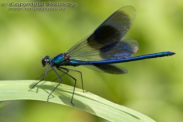 Motýlice lesklá (Calopteryx splendens), Motýlice lesklá (Calopteryx splendens), Autor: Ondřej Prosický, Model aparátu: Canon EOS 20D, Objektiv: Canon EF 100mm f/2.8 Macro USM, Ohnisková vzdálenost: 100.00 mm, fotografováno z ruky, Clona: 5.60, Doba expozice: 1/200 s, ISO: 400, Vyvážení expozice: 0.00, Blesk: Ne, Vytvořeno: 17. července 2005 11:14:06, Berounky, Lety u Dobřichovic (ČR)