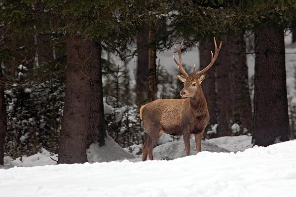 Jelen lesní (Cervus elaphus), Jelen lesní (Cervus elaphus), Red Deer Autor: Ondřej Prosický | NaturePhoto.cz, Model: Canon EOS 5D Mark II, Objektiv: Canon EF 500mm f/4 L IS USM, Ohnisková vzdálenost (EQ35mm): 700 mm, stativ Gitzo, Clona: 7.1, Doba expozice: 1/250 s, ISO: 200, Kompenzace expozice: 0, Blesk: Ne, Vytvořeno: 20. února 2010 12:57:32, Šumava, Prachaticko (Česko)