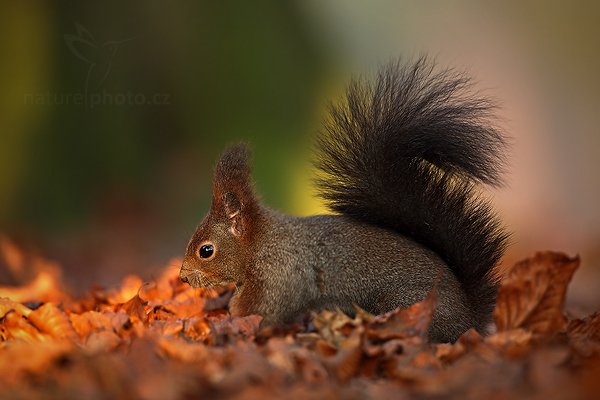 Veverka obecná (Sciurus vulgaris), Veverka obecná (Sciurus vulgaris) Red squirrel, Autor: Ondřej Prosický | NaturePhoto.cz, Model: Canon EOS 5D Mark II, Objektiv: Canon EF 500mm f/4 L IS USM, Ohnisková vzdálenost (EQ35mm): 500 mm, stativ Gitzo, Clona: 5.0, Doba expozice: 1/125 s, ISO: 800, Kompenzace expozice: -1/3, Blesk: Ne, Vytvořeno: 29. prosince 2008 9:39:38, Mladá Boleslav (Česko)