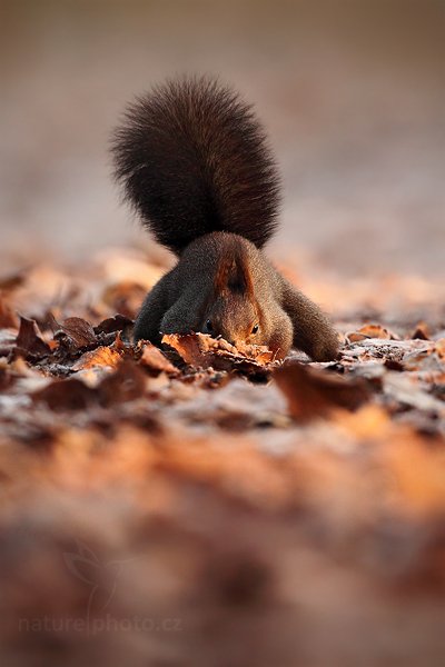 Veverka obecná (Sciurus vulgaris), Veverka obecná (Sciurus vulgaris) Red squirrel, Autor: Ondřej Prosický | NaturePhoto.cz, Model: Canon EOS 5D Mark II, Objektiv: Canon EF 500mm f/4 L IS USM, Ohnisková vzdálenost (EQ35mm): 500 mm, stativ Gitzo, Clona: 5.0, Doba expozice: 1/320 s, ISO: 800, Kompenzace expozice: -2/3, Blesk: Ne, Vytvořeno: 29. prosince 2008 9:14:33, Mladá Boleslav (Česko)