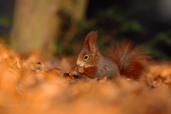 Veverka obecná (Sciurus vulgaris), Veverka obecná (Sciurus vulgaris) Red squirrel, Autor: Ondřej Prosický | NaturePhoto.cz, Model: Canon EOS 5D Mark II, Objektiv: Canon EF 500mm f/4 L IS USM, Ohnisková vzdálenost (EQ35mm): 500 mm, stativ Gitzo, Clona: 5.6, Doba expozice: 1/250 s, ISO: 500, Kompenzace expozice: -2/3, Blesk: Ne, Vytvořeno: 29. prosince 2008 10:03:01, Mladá Boleslav (Česko)