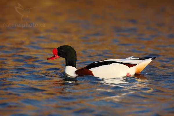 Husice liščí (Tadorna tadorna), Husice liščí (Tadorna tadorna), Common Shelduck, Autor: Ondřej Prosický | NaturePhoto.cz, Model: Canon EOS 5D Mark II, Objektiv: Canon EF 500mm f/4 L IS USM, Ohnisková vzdálenost (EQ35mm): 500 mm, stativ Gitzo, Clona: 7.1, Doba expozice: 1/200 s, ISO: 100, Kompenzace expozice: -1/3, Blesk: Ne, Vytvořeno: 31. března 2010 18:21:29, Camargue (Francie)