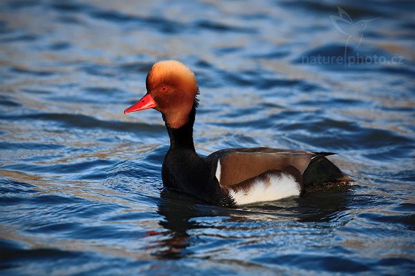 Zrzohlávka rudozobá (Netta rufina), Zrzohlávka rudozobá (Netta rufina), Red-crested Pochard, Autor: Ondřej Prosický | NaturePhoto.cz, Model: Canon EOS 5D Mark II, Objektiv: Canon EF 500mm f/4 L IS USM, Ohnisková vzdálenost (EQ35mm): 500 mm, stativ Gitzo, Clona: 7.1, Doba expozice: 1/400 s, ISO: 250, Kompenzace expozice: -2/3, Blesk: Ne, Vytvořeno: 31. března 2010 18:26:26, Camargue (Francie)