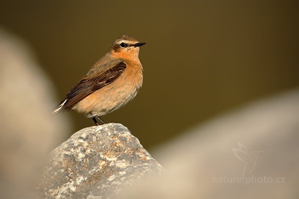 Bělořit šedý (Oenanthe oenanthe), Bělořit šedý (Oenanthe oenanthe), Northern Wheatear, Autor: Ondřej Prosický | NaturePhoto.cz, Model: Canon EOS-1D Mark IV, Objektiv: Canon EF 500mm f/4 L IS USM, Ohnisková vzdálenost (EQ35mm): 910 mm, stativ Gitzo, Clona: 6.3, Doba expozice: 1/3200 s, ISO: 800, Kompenzace expozice: 0, Blesk: Ne, Vytvořeno: 5. května 2010 8:13:04, ostrov Texel (Holandsko) 