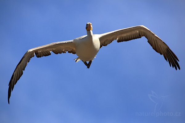 Pelikán bílý (Pelecanus onocrotalus), Pelikán bílý (Pelecanus erythrorhynchos), White Pelican, Autor: Ondřej Prosický | NaturePhoto.cz, Model: Canon EOS 5D Mark II, Objektiv: Canon EF 500mm f/4 L IS USM, Ohnisková vzdálenost (EQ35mm): 500 mm, stativ Gitzo, Clona: 7.1, Doba expozice: 1/3200 s, ISO: 320, Kompenzace expozice: -2/3, Blesk: Ne, Vytvořeno: 4. dubna 2010 13:09:08, Parc des Oiseaux, Villars les Dombes (Francie) 