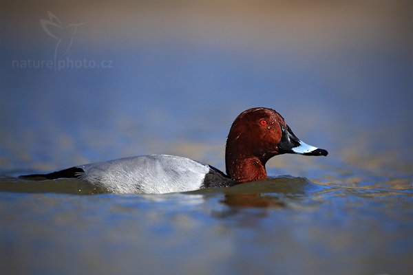 Polák velký (Aythya ferina), Polák velký (Aythya ferina), Common Pochard, Autor: Ondřej Prosický | NaturePhoto.cz, Model: Canon EOS 5D Mark II, Objektiv: Canon EF 500mm f/4 L IS USM, Ohnisková vzdálenost (EQ35mm): 500 mm, stativ Gitzo, Clona: 5.0, Doba expozice: 1/1600 s, ISO: 100, Kompenzace expozice: -2/3, Blesk: Ne, Vytvořeno: 31. března 2010 14:54:13, Camargue (Francie)