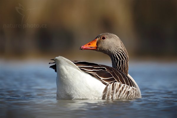 Husa velká (Anser anser), Husa velká (Anser anser), Greylag Goose, Autor: Ondřej Prosický | NaturePhoto.cz, Model: Canon EOS 5D Mark II, Objektiv: Canon EF 500mm f/4 L IS USM, Ohnisková vzdálenost (EQ35mm): 500 mm, stativ Gitzo, Clona: 7.1, Doba expozice: 1/400 s, ISO: 100, Kompenzace expozice: -2/3, Blesk: Ne, Vytvořeno: 31. března 2010 16:42:18, Camargue (Francie)