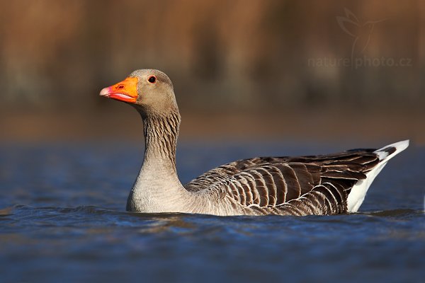 Husa velká (Anser anser), Husa velká (Anser anser), Greylag Goose, Tenkozobec opačný (Recurvirostra avosetta) Autor: Ondřej Prosický | NaturePhoto.cz, Model: Canon EOS 5D Mark II, Objektiv: Canon EF 500mm f/4 L IS USM, Ohnisková vzdálenost (EQ35mm): 500 mm, stativ Gitzo, Clona: 7.1, Doba expozice: 1/640 s, ISO: 100, Kompenzace expozice: -2/3, Blesk: Ne, Vytvořeno: 31. března 2010 16:42:41, Camargue (Francie)