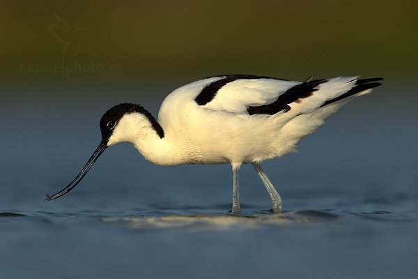 Tenkozobec  opačný (Recurvirostra avosetta), Tenkozobec opačný (Recurvirostra avosetta) Autor: Ondřej Prosický | NaturePhoto.cz, Model: Canon EOS-1D Mark IV, Objektiv: Canon EF 500mm f/4 L IS USM, Ohnisková vzdálenost (EQ35mm): 910 mm, stativ Gitzo, Clona: 8.0, Doba expozice: 1/1250 s, ISO: 250, Kompenzace expozice: -1/3, Blesk: Ne, Vytvořeno: 6. května 2010 7:43:02, Vagejot, ostrov Texel (Holandsko) 