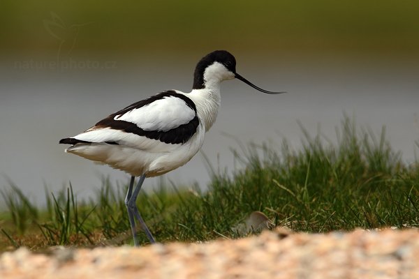 Tenkozobec  opačný (Recurvirostra avosetta), Tenkozobec opačný (Recurvirostra avosetta) Autor: Ondřej Prosický | NaturePhoto.cz, Model: Canon EOS-1D Mark IV, Objektiv: Canon EF 500mm f/4 L IS USM, Ohnisková vzdálenost (EQ35mm): 910 mm, stativ Gitzo, Clona: 7.1, Doba expozice: 1/1250 s, ISO: 250, Kompenzace expozice: 0, Blesk: Ne, Vytvořeno: 4. května 2010 14:39:42, Vagejot, ostrov Texel (Holandsko)