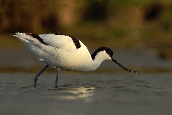 Tenkozobec  opačný (Recurvirostra avosetta), Tenkozobec opačný (Recurvirostra avosetta) Autor: Ondřej Prosický | NaturePhoto.cz, Model: Canon EOS-1D Mark IV, Objektiv: Canon EF 500mm f/4 L IS USM, Ohnisková vzdálenost (EQ35mm): 650 mm, stativ Gitzo, Clona: 8.0, Doba expozice: 1/1000 s, ISO: 400, Kompenzace expozice: -2/3, Blesk: Ne, Vytvořeno: 4. května 2010 7:11:04, Vagejot, ostrov Texel (Holandsko)