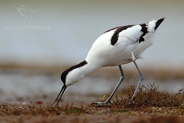 Tenkozobec  opačný (Recurvirostra avosetta), Tenkozobec opačný (Recurvirostra avosetta) Autor: Ondřej Prosický | NaturePhoto.cz, Model: Canon EOS-1D Mark IV, Objektiv: Canon EF 500mm f/4 L IS USM, Ohnisková vzdálenost (EQ35mm): 910 mm, stativ Gitzo, Clona: 7.1, Doba expozice: 1/640 s, ISO: 250, Kompenzace expozice: 0, Blesk: Ne, Vytvořeno: 4. května 2010 14:40:26, Vagejot, ostrov Texel (Holandsko) 