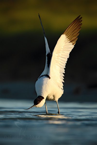 Tenkozobec  opačný (Recurvirostra avosetta), Tenkozobec opačný (Recurvirostra avosetta) Autor: Ondřej Prosický | NaturePhoto.cz, Model: Canon EOS-1D Mark IV, Objektiv: Canon EF 500mm f/4 L IS USM, Ohnisková vzdálenost (EQ35mm): 910 mm, stativ Gitzo, Clona: 6.3, Doba expozice: 1/1600 s, ISO: 400, Kompenzace expozice: -1 2/3, Blesk: Ne, Vytvořeno: 5. května 2010 20:27:57, Vagejot, ostrov Texel (Holandsko)