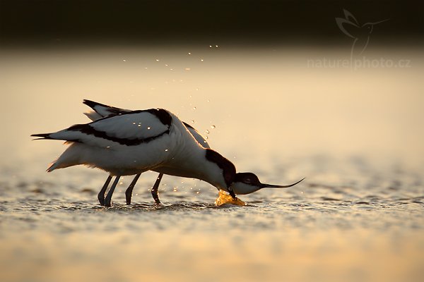 Tenkozobec  opačný (Recurvirostra avosetta), Tenkozobec opačný (Recurvirostra avosetta) Autor: Ondřej Prosický | NaturePhoto.cz, Model: Canon EOS-1D Mark IV, Objektiv: Canon EF 500mm f/4 L IS USM, Ohnisková vzdálenost (EQ35mm): 910 mm, stativ Gitzo, Clona: 8.0, Doba expozice: 1/640 s, ISO: 400, Kompenzace expozice: 0, Blesk: Ne, Vytvořeno: 5. května 2010 20:53:26, Vagejot, ostrov Texel (Holandsko)