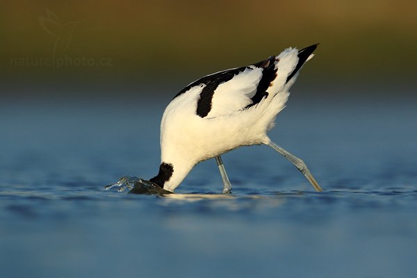 Tenkozobec  opačný (Recurvirostra avosetta), Tenkozobec opačný (Recurvirostra avosetta) Pied Avocet, Autor: Ondřej Prosický | NaturePhoto.cz, Model: Canon EOS-1D Mark IV, Objektiv: Canon EF 500mm f/4 L IS USM, Ohnisková vzdálenost (EQ35mm): 910 mm, stativ Gitzo, Clona: 8.0, Doba expozice: 1/1250 s, ISO: 250, Kompenzace expozice: -1/3, Blesk: Ne, Vytvořeno: 6. května 2010 7:42:34, Vagejot, ostrov Texel (Holandsko)