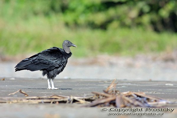 Kondor havranovitý (Coragyps atratus), Kondor havranovitý (Coragyps atratus), Autor: Ondřej Prosický, Model aparátu: Canon EOS 300D DIGITAL, Objektiv: Canon EF 400mm f/5.6 L USM, Ohnisková vzdálenost: 400.00 mm, monopod 681B + 234RC, Clona: 5.60, Doba expozice: 1/500 s, ISO: 100, Vyvážení expozice: 0.33, Blesk: Ne, Vytvořeno: 13. prosince 2004, Dominical (Kostarika) 