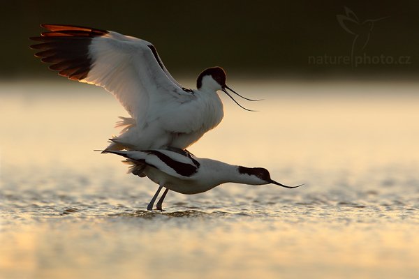 Tenkozobec  opačný (Recurvirostra avosetta), Tenkozobec opačný (Recurvirostra avosetta) Autor: Ondřej Prosický | NaturePhoto.cz, Model: Canon EOS-1D Mark IV, Objektiv: Canon EF 500mm f/4 L IS USM, Ohnisková vzdálenost (EQ35mm): 910 mm, stativ Gitzo, Clona: 8.0, Doba expozice: 1/500 s, ISO: 400, Kompenzace expozice: 0, Blesk: Ne, Vytvořeno: 5. května 2010 20:53:34, Vagejot, ostrov Texel (Holandsko)