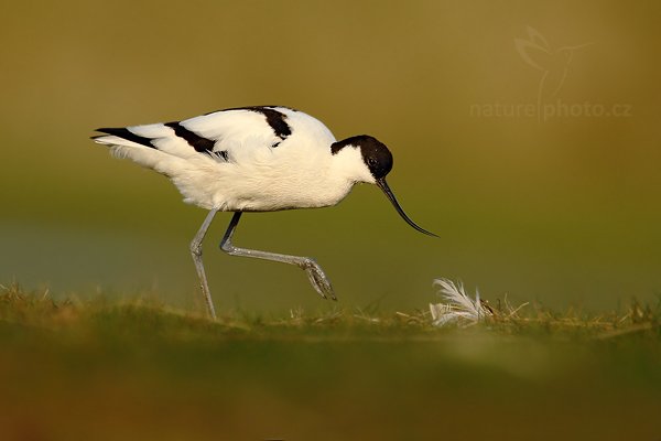 Tenkozobec  opačný (Recurvirostra avosetta), Tenkozobec opačný (Recurvirostra avosetta) Autor: Ondřej Prosický | NaturePhoto.cz, Model: Canon EOS-1D Mark IV, Objektiv: Canon EF 500mm f/4 L IS USM, Ohnisková vzdálenost (EQ35mm): 910 mm, stativ Gitzo, Clona: 6.3, Doba expozice: 1/1250 s, ISO: 320, Kompenzace expozice: -1/3, Blesk: Ne, Vytvořeno: 6. května 2010 7:28:12, Vagejot, ostrov Texel (Holandsko)