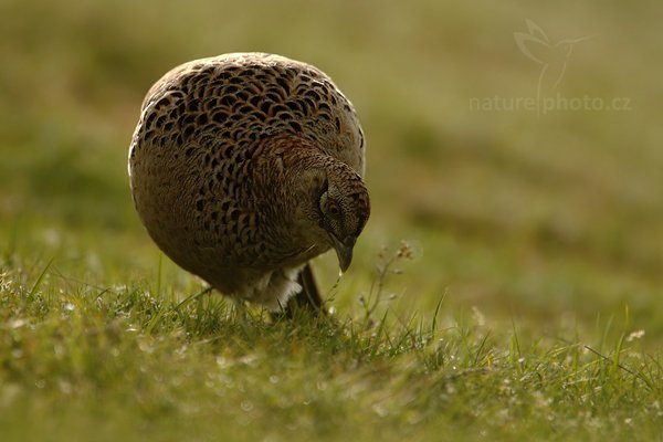 Bažant obecný (Phasianus colchicus), Bažant obecný (Phasianus colchicus), Common Pheasant, Autor: Ondřej Prosický | NaturePhoto.cz, Model: Canon EOS-1D Mark IV, Objektiv: Canon EF 500 mm f/4 L IS USM, Ohnisková vzdálenost (EQ35mm): 910 mm, stativ Gitzo, Clona: 5.6, Doba expozice: 1/2500 s, ISO: 800, Kompenzace expozice: -1/3, Blesk: Ne, Vytvořeno: 5. května 2010 8:21:10, ostrov Texel (Holandsko)