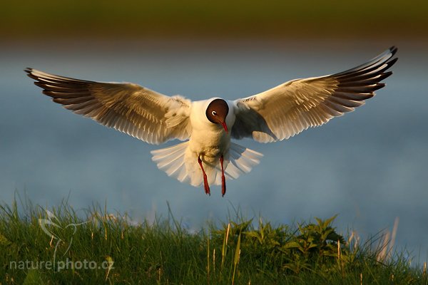 Racek chechtavý (Chroicocephalus ridibundus), Racek chechtavý (Chroicocephalus ridibundus), Black-headed Gull, Autor: Ondřej Prosický | NaturePhoto.cz, Model: Canon EOS-1D Mark IV, Objektiv: Canon EF 500mm f/4 L IS USM, Ohnisková vzdálenost (EQ35mm): 910 mm, stativ Gitzo, Clona: 6.3, Doba expozice: 1/1600 s, ISO: 500, Kompenzace expozice: -2/3, Blesk: Ne, Vytvořeno: 6. května 2010 6:55:30, ostrov Texel (Holandsko)