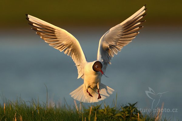 Racek chechtavý (Chroicocephalus ridibundus), Racek chechtavý (Chroicocephalus ridibundus), Black-headed Gull, Autor: Ondřej Prosický | NaturePhoto.cz, Model: Canon EOS-1D Mark IV, Objektiv: Canon EF 500mm f/4 L IS USM, Ohnisková vzdálenost (EQ35mm): 910 mm, stativ Gitzo, Clona: 6.3, Doba expozice: 1/1600 s, ISO: 500, Kompenzace expozice: -2/3, Blesk: Ne, Vytvořeno: 6. května 2010 6:55:30, ostrov Texel (Holandsko)