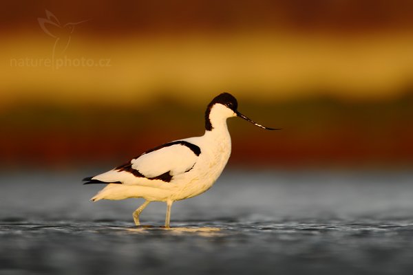 Tenkozobec  opačný (Recurvirostra avosetta), Tenkozobec opačný (Recurvirostra avosetta), Avocet , Autor: Ondřej Prosický | NaturePhoto.cz, Model: Canon EOS-1D Mark IV, Objektiv: Canon EF 500mm f/4 L IS USM, Ohnisková vzdálenost (EQ35mm): 910 mm, stativ Gitzo, Clona: 5.6, Doba expozice: 1/400 s, ISO: 400, Kompenzace expozice: -1/3, Blesk: Ne, Vytvořeno: 4. května 2010 6:29:02, ostrov Texel (Holandsko)