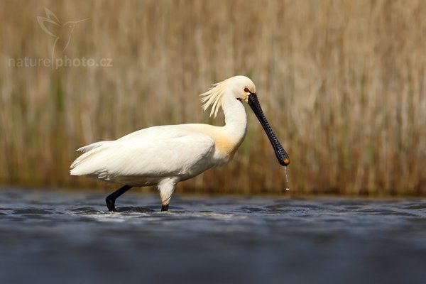 Kolpík bílý (Platalea leucorodia), Kolpík bílý (Platalea leucorodia), Eurasian Spoonbill, Autor: Ondřej Prosický | NaturePhoto.cz, Model: Canon EOS-1D Mark IV, Objektiv: Canon EF 500mm f/4 L IS USM, Ohnisková vzdálenost (EQ35mm): 650 mm, stativ Gitzo, Clona: 5.6, Doba expozice: 1/6400 s, ISO: 320, Kompenzace expozice: -1/3, Blesk: Ne, Vytvořeno: 4. května 2010 15:10:20, ostrov Texel (Holandsko) 