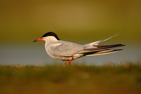 Rybák obecný (Sterna hirundo), Rybák obecný (Sterna hirundo), Common Tern, Autor: Ondřej Prosický | NaturePhoto.cz, Model: Canon EOS-1D Mark IV, Objektiv: Canon EF 500mm f/4 L IS USM, Ohnisková vzdálenost (EQ35mm): 910 mm, stativ Gitzo, Clona: 6.3, Doba expozice: 1/1600 s, ISO: 500, Kompenzace expozice: -1/3, Blesk: Ne, Vytvořeno: 6. května 2010 7:15:12, ostrov Texel (Holandsko)