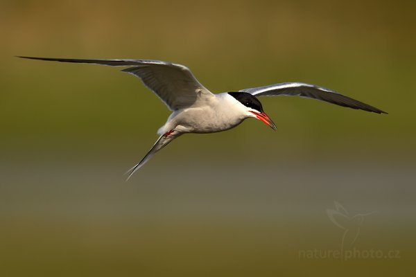 Rybák obecný (Sterna hirundo), Rybák obecný (Sterna hirundo), Common Tern, Autor: Ondřej Prosický | NaturePhoto.cz, Model: Canon EOS-1D Mark IV, Objektiv: Canon EF 500mm f/4 L IS USM, Ohnisková vzdálenost (EQ35mm): 910 mm, stativ Gitzo, Clona: 7.1, Doba expozice: 1/1000 s, ISO: 320, Kompenzace expozice: 0, Blesk: Ne, Vytvořeno: 6. května 2010 8:24:31, ostrov Texel (Holandsko)