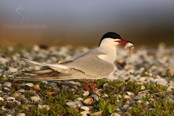 Rybák obecný (Sterna hirundo), Rybák obecný (Sterna hirundo), Common Tern, Autor: Ondřej Prosický | NaturePhoto.cz, Model: Canon EOS-1D Mark IV, Objektiv: Canon EF 500mm f/4 L IS USM, Ohnisková vzdálenost (EQ35mm): 910 mm, stativ Gitzo, Clona: 6.3, Doba expozice: 1/400 s, ISO: 400, Kompenzace expozice: -1/3, Blesk: Ne, Vytvořeno: 4. května 2010 6:36:47, ostrov Texel (Holandsko)