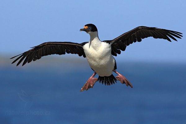 Kormorán císařský (Phalacrocorax atriceps), Kormorán císařský (Phalacrocorax atriceps), Imperial Shag, Autor: Ondřej Prosický | NaturePhoto.cz, Model: Canon EOS-1D Mark III, Objektiv: Canon EF 500mm f/4 L IS USM, Ohnisková vzdálenost (EQ35mm): 650 mm, stativ Gitzo, Clona: 9.0, Doba expozice: 1/2000 s, ISO: 400, Kompenzace expozice: -2/3, Blesk: Ne, Vytvořeno: 18. ledna 2009 18:09:06, Sea Lion Island (Falklandské ostrovy)