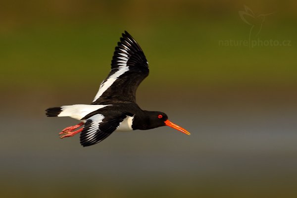 Ústřičník velký (Haematopus ostralegus), Ústřičník velký (Haematopus ostralegus), Eurasian Oystercatcher, Autor: Ondřej Prosický | NaturePhoto.cz, Model: Canon EOS-1D Mark IV, Objektiv: Canon EF 500mm f/4 L IS USM, Ohnisková vzdálenost (EQ35mm): 910 mm, stativ Gitzo, Clona: 7.1, Doba expozice: 1/1250 s, ISO: 320, Kompenzace expozice: 0, Blesk: Ne, Vytvořeno: 6. května 2010 8:17:36, ostrov Texel (Holandsko) 