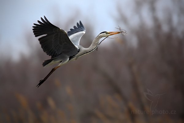 Volavka popelavá (Ardea cinerea), Volavka popelavá (Ardea cinerea), Grey Heron, Autor: Ondřej Prosický | NaturePhoto.cz, Model: Canon EOS 5D Mark II, Objektiv: Canon EF 500mm f/4 L IS USM, Ohnisková vzdálenost (EQ35mm): 700 mm, stativ Gitzo, Clona: 7.1, Doba expozice: 1/250 s, ISO: 400, Kompenzace expozice: +1/3, Blesk: Ano, Vytvořeno: 3. dubna 2010 15:38:08, Camarggu (Francie)