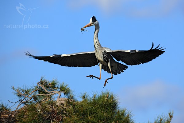 Volavka popelavá (Ardea cinerea), Volavka popelavá (Ardea cinerea), Grey Heron, Autor: Ondřej Prosický | NaturePhoto.cz, Model: Canon EOS 5D Mark II, Objektiv: Canon EF 500mm f/4 L IS USM, Ohnisková vzdálenost (EQ35mm): 500 mm, stativ Gitzo, Clona: 7.1, Doba expozice: 1/1000 s, ISO: 100, Kompenzace expozice: -2/3, Blesk: Ne, Vytvořeno: 31. března 2010 16:13:29, Camargue (Francie)