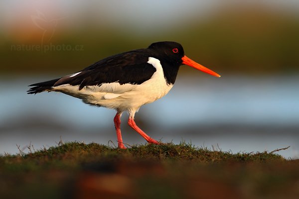 Ústřičník velký (Haematopus ostralegus), Ústřičník velký (Haematopus ostralegus), Eurasian Oystercatcher, Autor: Ondřej Prosický | NaturePhoto.cz, Model: Canon EOS-1D Mark IV, Objektiv: Canon EF 500mm f/4 L IS USM, Ohnisková vzdálenost (EQ35mm): 910 mm, stativ Gitzo, Clona: 6.3, Doba expozice: 1/200 s, ISO: 400, Kompenzace expozice: -1/3, Blesk: Ne, Vytvořeno: 4. května 2010 6:32:43, Vagejot, ostrov Texel (Holandsko) 