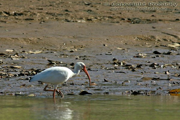 Ibis bílý (Eudocimus albus), Autor: Ondřej Prosický, Model aparátu: Canon EOS 300D DIGITAL, Objektiv: Canon EF 400mm f/5.6 L USM + TC Kenko SQH 1.5x, Ohnisková vzdálenost: 400.00 mm, monopod 681B + 234RC, Clona: 8.00, Doba expozice: 1/500 s, ISO: 100, Vyvážení expozice: -0.67, Blesk: Ne, Vytvořeno: 13. prosince 2004, Dominical (Kostarika) 