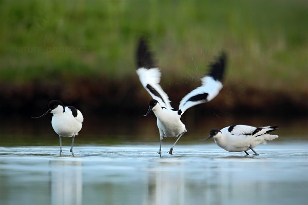 Tenkozobec  opačný (Recurvirostra avosetta), Tenkozobec opačný (Recurvirostra avosetta) Pied Avocet, Autor: Ondřej Prosický | NaturePhoto.cz, Model: Canon EOS-1D Mark IV, Objektiv: Canon EF 500mm f/4 L IS USM, Ohnisková vzdálenost (EQ35mm): 910 mm, stativ Gitzo, Clona: 7.1, Doba expozice: 1/320 s, ISO: 800, Kompenzace expozice: -1/3, Blesk: Ne, Vytvořeno: 5. května 2010 6:40:29, Vagejot, ostrov Texel (Holandsko)