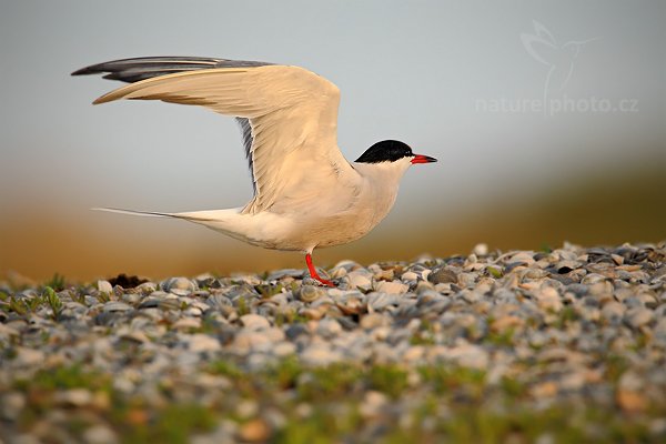 Rybák obecný (Sterna hirundo), Autor: Ondřej Prosický | NaturePhoto.cz, Model: Canon EOS-1D Mark IV, Objektiv: Canon EF 500mm f/4 L IS USM, Ohnisková vzdálenost (EQ35mm): 910 mm, stativ Gitzo, Clona: 6.3, Doba expozice: 1/400 s, ISO: 400, Kompenzace expozice: -1/3, Blesk: Ne, Vytvořeno: 4. května 2010 6:32:17, Vagejot, ostrov Texel (Holandsko) 