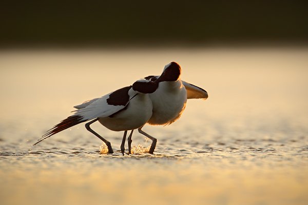 Tenkozobec  opačný (Recurvirostra avosetta), Tenkozobec opačný (Recurvirostra avosetta) Pied Avocet, Autor: Ondřej Prosický | NaturePhoto.cz, Model: Canon EOS-1D Mark IV, Objektiv: Canon EF 500mm f/4 L IS USM, Ohnisková vzdálenost (EQ35mm): 910 mm, stativ Gitzo, Clona: 8.0, Doba expozice: 1/500 s, ISO: 400, Kompenzace expozice: 0, Blesk: Ne, Vytvořeno: 5. května 2010 20:53:36, Vagejot, ostrov Texel (Holandsko) 