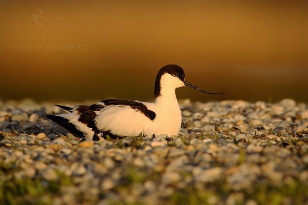 Tenkozobec  opačný (Recurvirostra avosetta), Tenkozobec opačný (Recurvirostra avosetta) Pied Avocet, Autor: Ondřej Prosický | NaturePhoto.cz, Model: Canon EOS-1D Mark IV, Objektiv: Canon EF 500mm f/4 L IS USM, Ohnisková vzdálenost (EQ35mm): 910 mm, stativ Gitzo, Clona: 6.3, Doba expozice: 1/800 s, ISO: 500, Kompenzace expozice: -1/3, Blesk: Ne, Vytvořeno: 4. května 2010 6:34:04, Vagejot, ostrov Texel (Holandsko) 