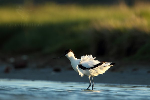 Tenkozobec  opačný (Recurvirostra avosetta), Tenkozobec opačný (Recurvirostra avosetta) Pied Avocet, Autor: Ondřej Prosický | NaturePhoto.cz, Model: Canon EOS-1D Mark IV, Objektiv: Canon EF 500mm f/4 L IS USM, Ohnisková vzdálenost (EQ35mm): 910 mm, stativ Gitzo, Clona: 6.3, Doba expozice: 1/500 s, ISO: 400, Kompenzace expozice: -2/3, Blesk: Ne, Vytvořeno: 5. května 2010 20:27:34, Vagejot, ostrov Texel (Holandsko)