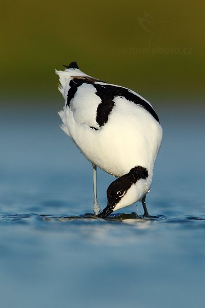 Tenkozobec  opačný (Recurvirostra avosetta), Tenkozobec opačný (Recurvirostra avosetta) Pied Avocet, Autor: Ondřej Prosický | NaturePhoto.cz, Model: Canon EOS-1D Mark IV, Objektiv: Canon EF 500mm f/4 L IS USM, Ohnisková vzdálenost (EQ35mm): 910 mm, stativ Gitzo, Clona: 8.0, Doba expozice: 1/1250 s, ISO: 250, Kompenzace expozice: -1/3, Blesk: Ne, Vytvořeno: 6. května 2010 7:42:37, Vagejot, ostrov Texel (Holandsko) 