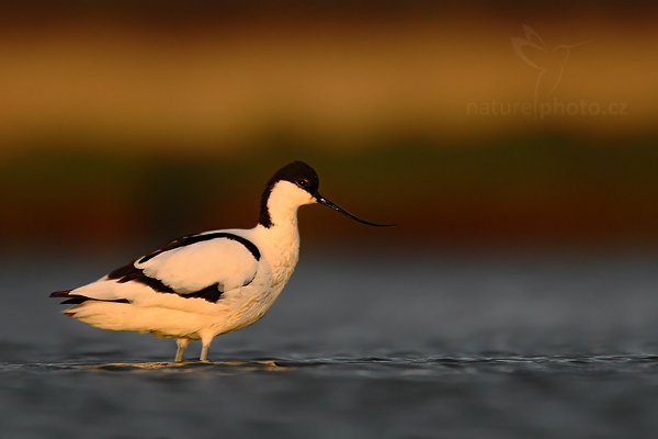 Tenkozobec  opačný (Recurvirostra avosetta), Tenkozobec opačný (Recurvirostra avosetta) Pied Avocet, Autor: Ondřej Prosický | NaturePhoto.cz, Model: Canon EOS-1D Mark IV, Objektiv: Canon EF 500mm f/4 L IS USM, Ohnisková vzdálenost (EQ35mm): 910 mm, stativ Gitzo, Clona: 5.6, Doba expozice: 1/400 s, ISO: 500, Kompenzace expozice: -1/3, Blesk: Ne, Vytvořeno: 4. května 2010 6:28:49, Vagejot, ostrov Texel (Holandsko)