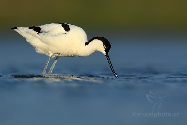 Tenkozobec  opačný (Recurvirostra avosetta), Tenkozobec opačný (Recurvirostra avosetta) Pied Avocet, Autor: Ondřej Prosický | NaturePhoto.cz, Model: Canon EOS-1D Mark IV, Objektiv: Canon EF 500mm f/4 L IS USM, Ohnisková vzdálenost (EQ35mm): 910 mm, stativ Gitzo, Clona: 8.0, Doba expozice: 1/1250 s, ISO: 250, Kompenzace expozice: -1/3, Blesk: Ne, Vytvořeno: 6. května 2010 7:42:49, Vagejot, ostrov Texel (Holandsko)